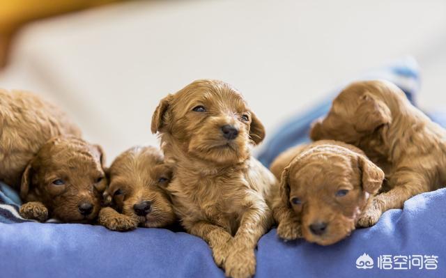 泰迪熊犬品相:如何挑选一只优秀健康的泰迪犬？