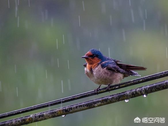 树叶拼的鸟类图片:下大雨时鸟类都躲藏在哪里？比如麻雀，喜鹊都是如何避雨的？