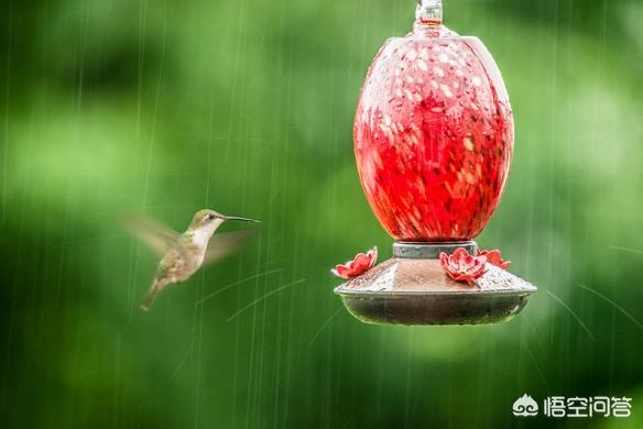 树叶拼的鸟类图片:下大雨时鸟类都躲藏在哪里？比如麻雀，喜鹊都是如何避雨的？