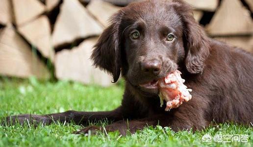 日本银狐犬 吃生肉:银狐犬吃什么排便快，银狐犬吃什么按时大便？