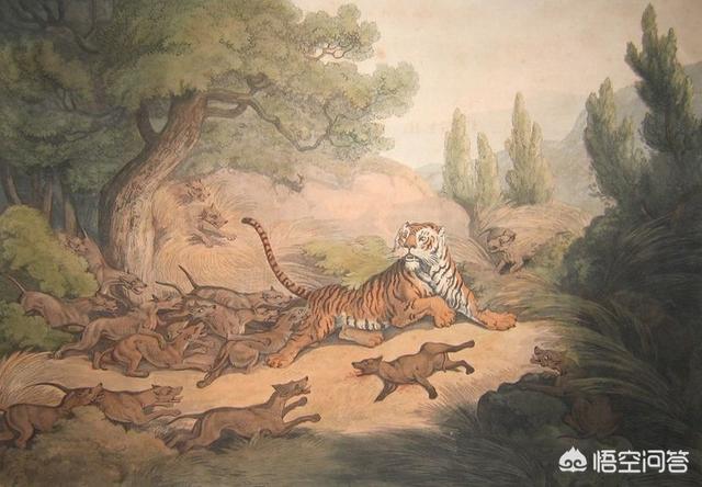 攻击性强的群居动物:豺真的杀死过孟加拉虎吗？具体情况如何？