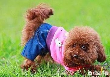 边境犬智商:养边境牧羊犬，要知道哪些事？