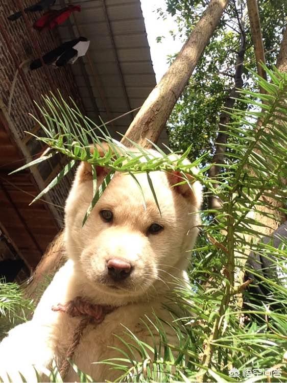 中华田园犬图片简笔画:中华田园犬“土狗”，长大了是什么样子？