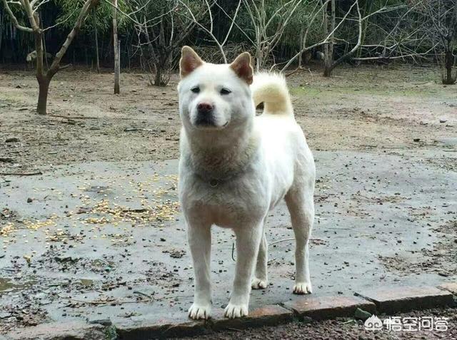 中华田园犬图片简笔画:中华田园犬“土狗”，长大了是什么样子？