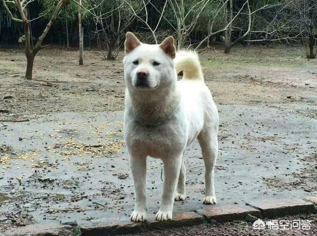 中华田园犬吧:养“中华田园犬”会被人嫌弃吗？