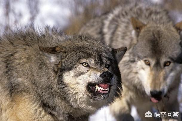 藏獒斗狼:藏獒斗狗 如果藏獒不怕死，会不会打的过北美大灰狼？为什么？