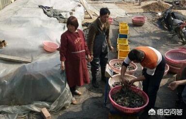 养殖什么好养又赚钱:泥鳅养殖的利润怎么样？是否好养殖？