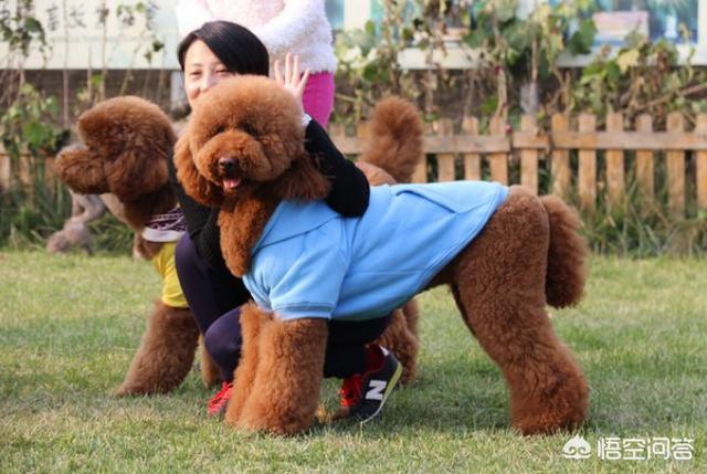 查理士王小猎犬图片小时候:这只小狗是什么品种？品相如何？