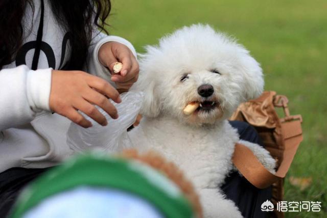 京巴犬怎么养:哪些狗狗心眼最小，最爱记仇？