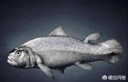 第一个人类也就是人类始祖没有父母没人照顾是如何长大的?