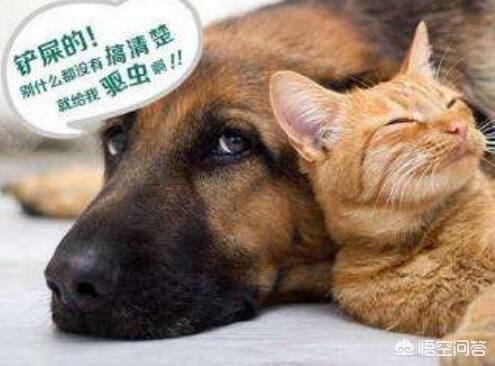 犬虫一扫光片怎么服用:drontal狗狗驱虫药是化成水吃还是怎么吃？