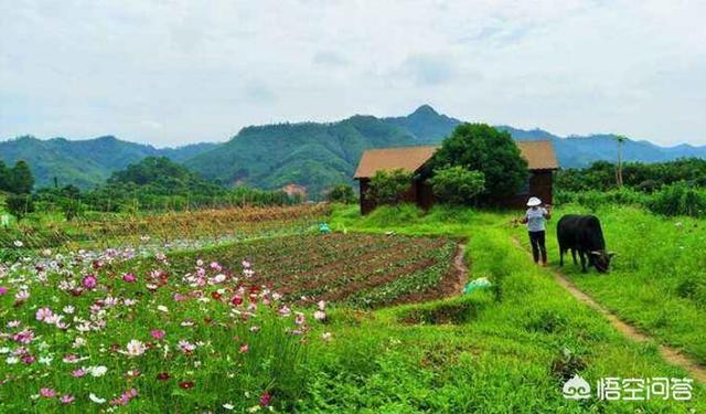 广州红腹锦鸡养殖场:如果不打工选择回家打理养殖场怎么样？为什么？