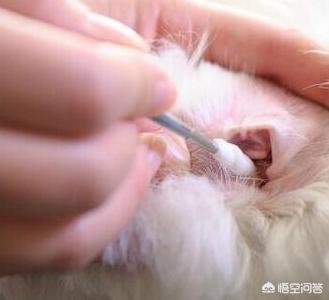 贵宾犬美容泰迪造型:泰迪几岁开始训练效果最好？