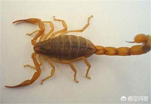 非洲帝王蝎:全球最让人毛骨悚然的生物是什么？