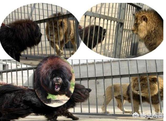 刚出生的雄狮狗图片:一只成年雄狮和5只成年藏獒关在一起，谁会生存到最后？