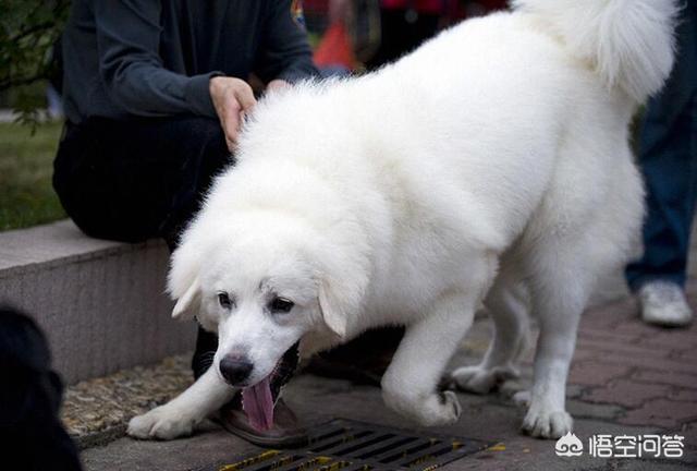 大白熊犬和哈士奇智商:哈士奇到底是真傻还是假傻？