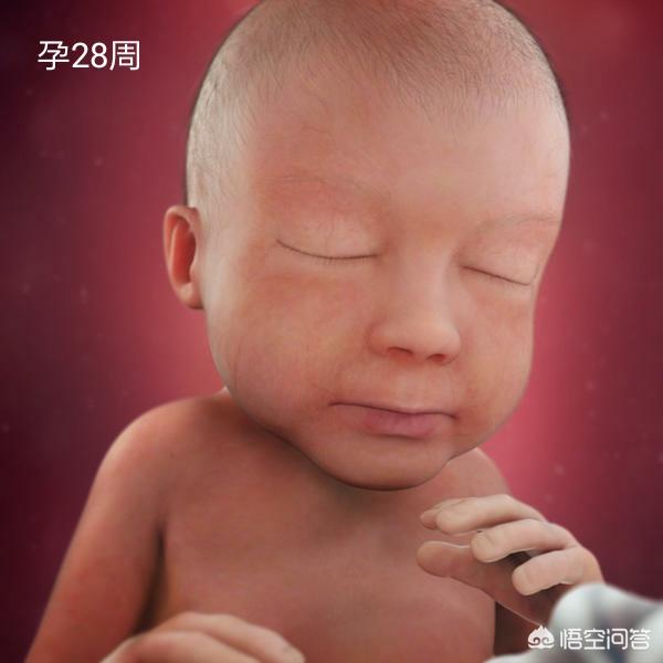 孕晚期是胎儿猛涨期吗？具体是哪几个周？插图21