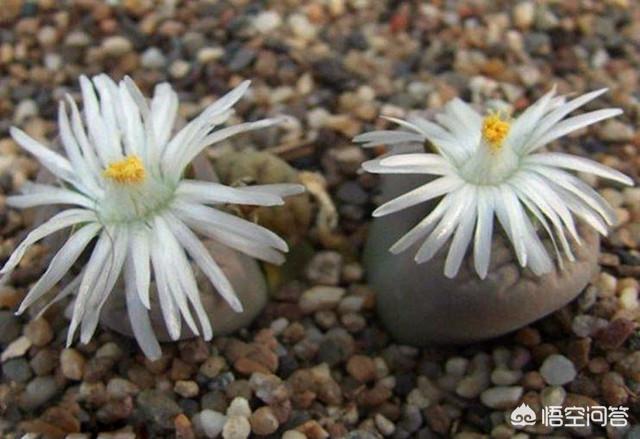 石花治疗什么病,海石花的功效与作用是什么？