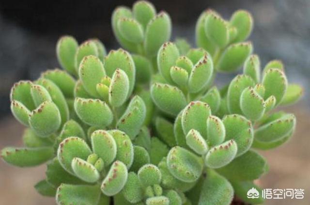 熊童子:熊童子叶片小，有什么问题？