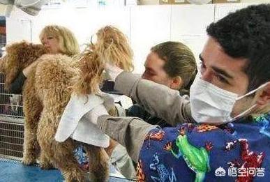 怎样挤肛门腺:肛瘘是啥样的 泰迪多久挤一次肛门腺？怎么挤？