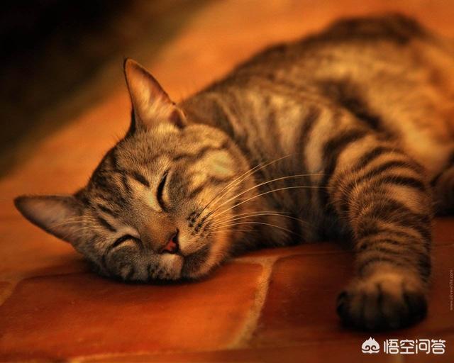 小猫冬天怕冷怎么办:猫冬天睡在地上会着凉吗？