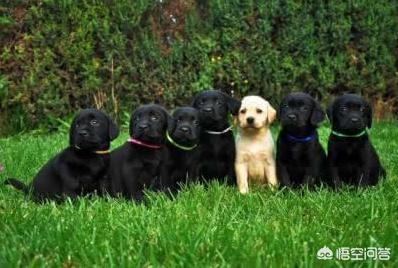 懿飞警卫犬:这个狗狗是不是拉布拉多？