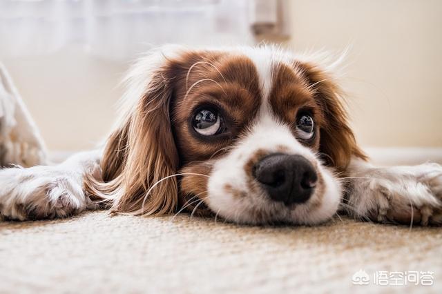 舔舐阴囊自慰皮炎:狗狗过敏性皮炎怎么用药？