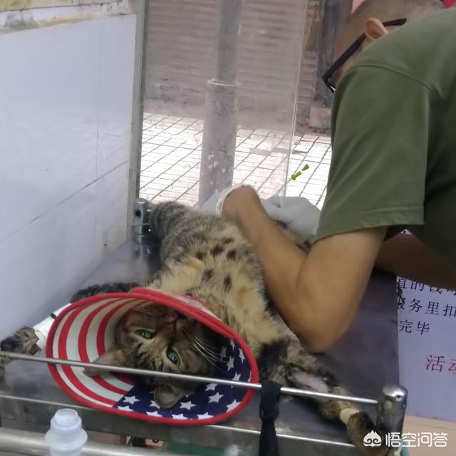 猫咪血尿可自己好么:猫咪尿血常见吗，猫咪尿血如何对付？
