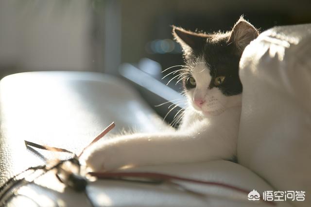 小猫跳出来轻轻咬一下腿就跑:猫咪总是半夜跑酷怎么办？
