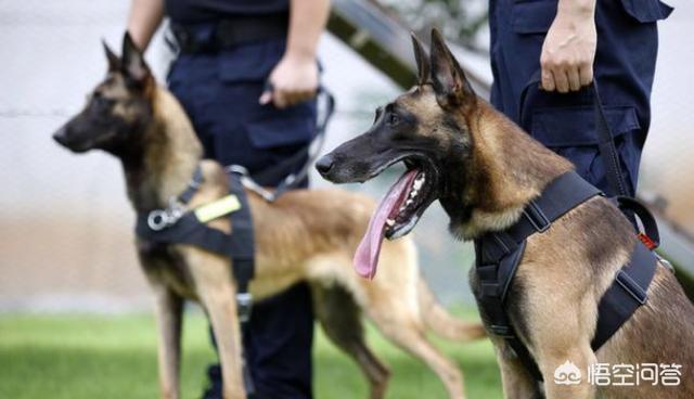 小缉毒犬:你怎么看英国黑帮出20万买立功狗头？