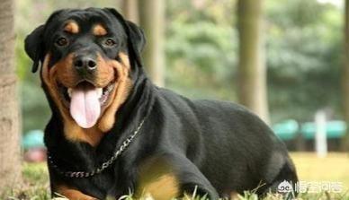最活泼的缉毒犬:有哪些狗狗可以做军犬？为什么？ 最著名的缉毒犬