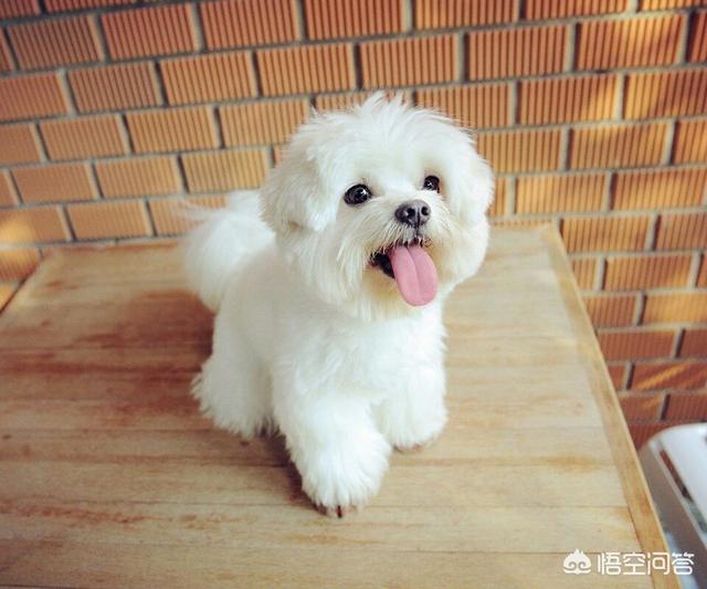 茶水杯狗:狗狗喜欢吃茶叶蛋会有问题吗？