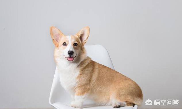 宠物狗的品种及图片柯基:法斗、腊肠犬、柯基犬，你更喜欢谁？为什么？