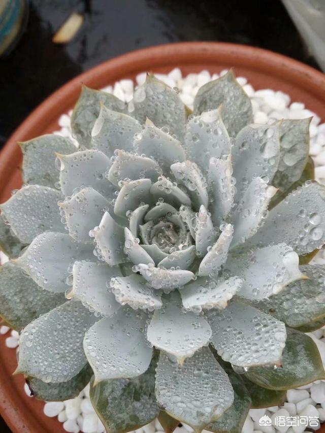 天凉好个秋,又到了多肉比美的季节,你的多肉现在变美了吗？