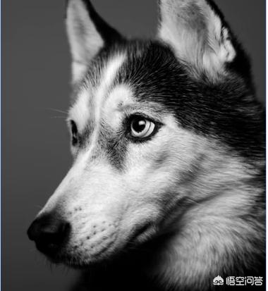 西敏寺哈士奇冠军犬图片:在哪里可以买到比较纯种的哈士奇？