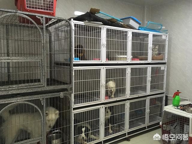 另类宠物店加盟创业计划方案:绍兴加盟开宠物店可以获得哪些技术支持？ 宠物店加盟创业好项目