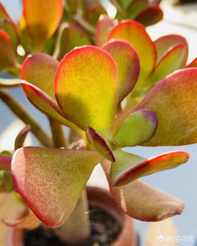 玉树养成盆景的几个技巧,为什么有人养在室内就容易挂掉呢?插图8 玉树养成盆景的几个技巧,为什么有人养在室内就容易挂掉呢?插图8