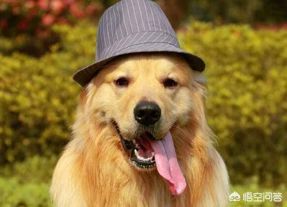 不同阶段金毛犬的饲养注意什么:养金毛犬不能犯哪些错误？