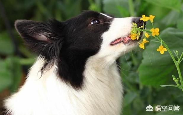 喜乐蒂牧羊犬喜欢什么:喜乐蒂牧羊犬是长什么样子呀 喜乐蒂和苏格兰牧羊犬有什么区别？