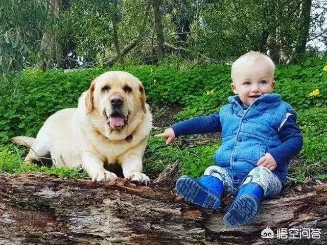 阿拉斯加犬和哈士奇卖哪个好:我老是分不清二哈和阿拉斯加，这两只有什么不同呢？