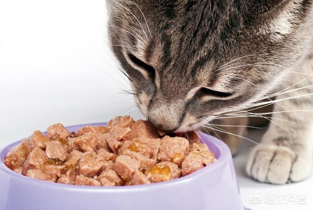 可爱宠物小猫咪:刚睁眼的小猫能长时间喝牛奶吗？ 关于宠物小猫咪的资料