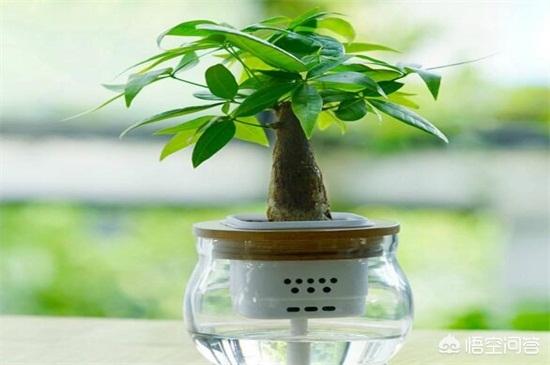 发财树怎么养才长得好水培:发财树水培怎么养才能长得好 发财树能水培吗？水培发财树养护需要注意什么？