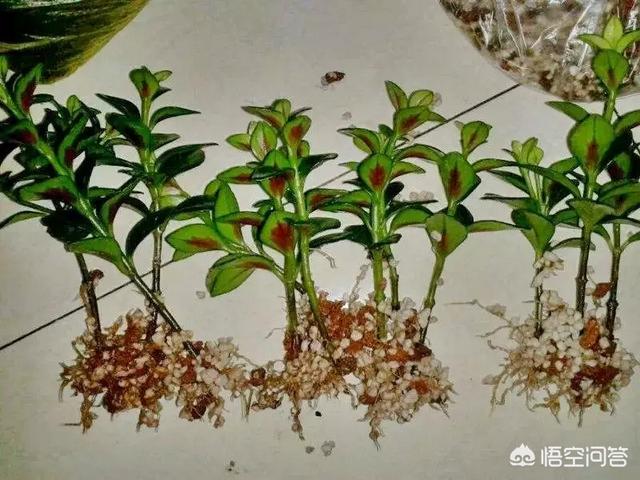 盆景植物金鱼草怎么养:怎么种植金鱼草？金鱼草有什么药效？