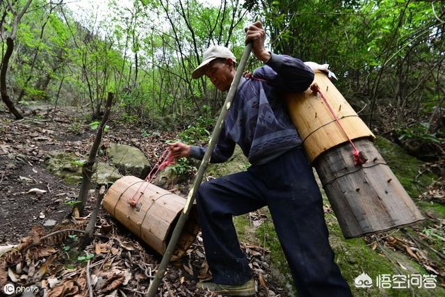 法国贵妇犬蛾 采集:贵妇犬蛾幼虫 引蜜蜂糖擦在蜂箱哪里合适呢，为什么？