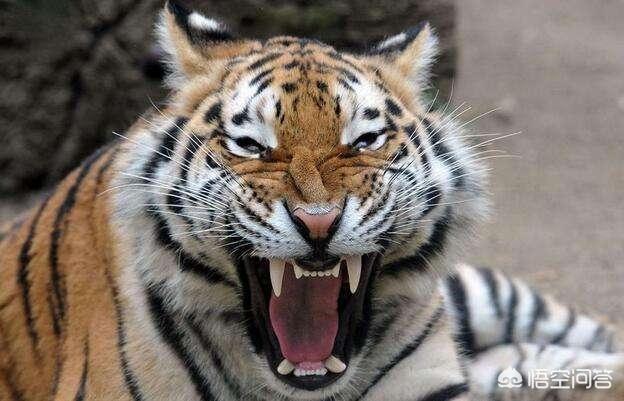 头条问答 - 老虎的咬合力,犬齿长度都差狮子好几个档次,老虎真的是最