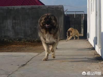 日本土佐犬打架:蒙古獒和蒙古细犬谁的战斗力更强？为什么？