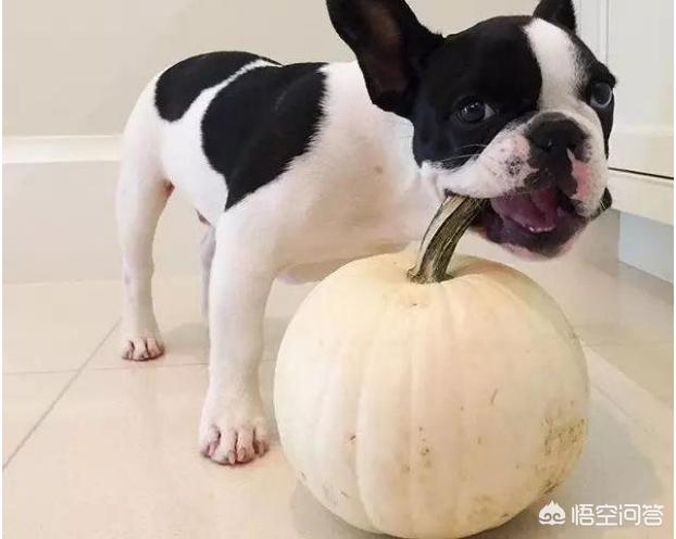 法国斗牛犬吧:法国斗牛犬哪些部位会发臭？如何预防？