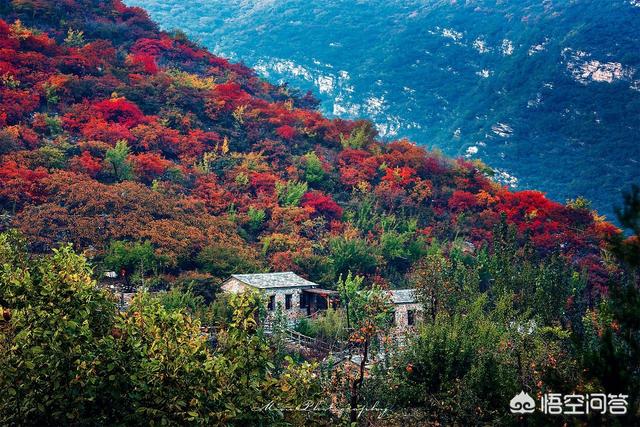 莽山森林公园红叶:深秋季节了，京津冀地区有什么看红叶的好地方吗？