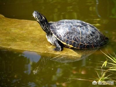 请教各位：巴西龟冬天是水养还是旱养，多久喂