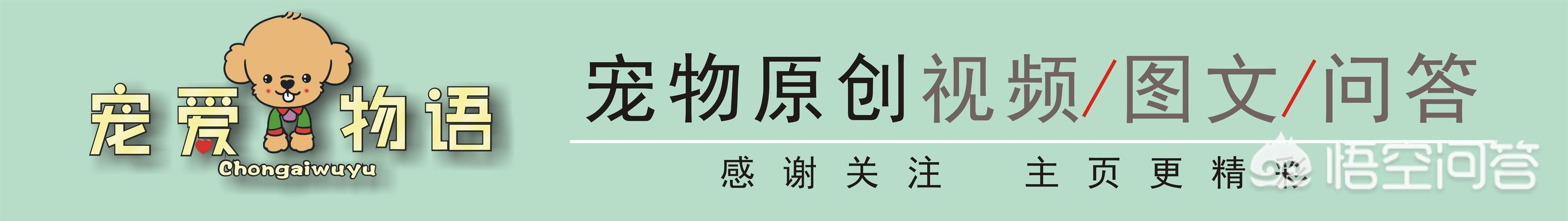 犬钩虫病吃什么食物好:你知道有哪些食物可以治疗狗狗的一些常见病？